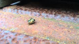 Honeybee2013123001