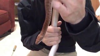 New pygmy python (antaresia perthensis)