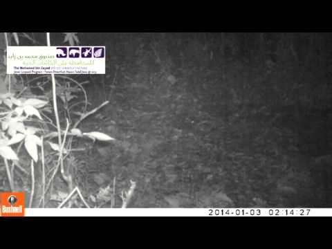 Javan Leopard scrubing
