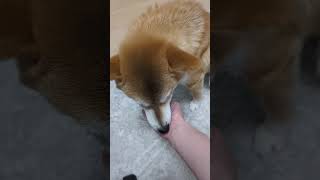 夢中すぎるみた。#柴犬#犬との暮らし#日常#面白い?#かわいい?#shibainu#shorts