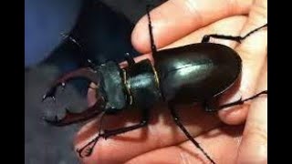 Ziet Mark Koren Een Vliegend Hert Of Niet?