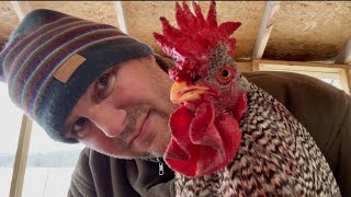 The Ups & Downs of Raising Chickens by Hidden Spring Farm 26,229 views 2 months ago 20 minutes