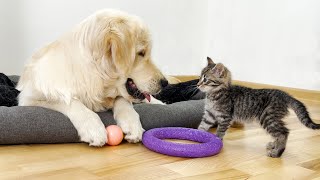 Golden Retriever doesn't want to Share His Toys with Tiny Kitten!