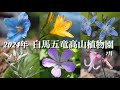 【白馬五竜高山植物園 2024年】 7月 花活編 高山植物・山野草　雄大な景色を見ながらたくさんの花が見られる場所