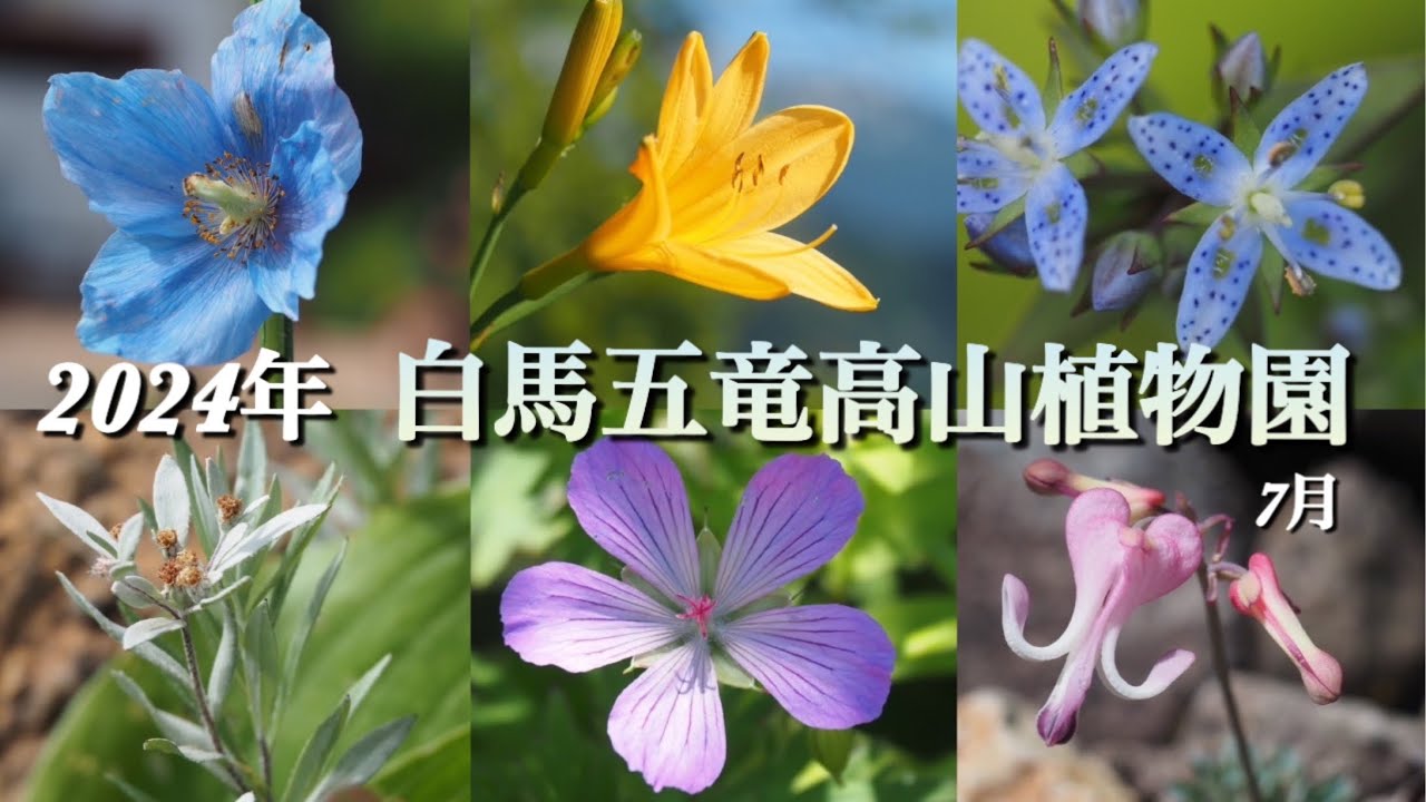 【白馬五竜高山植物園 2024年】 7月 花活編  高山植物・山野草　雄大な景色を見ながらたくさんの花が見られる場所