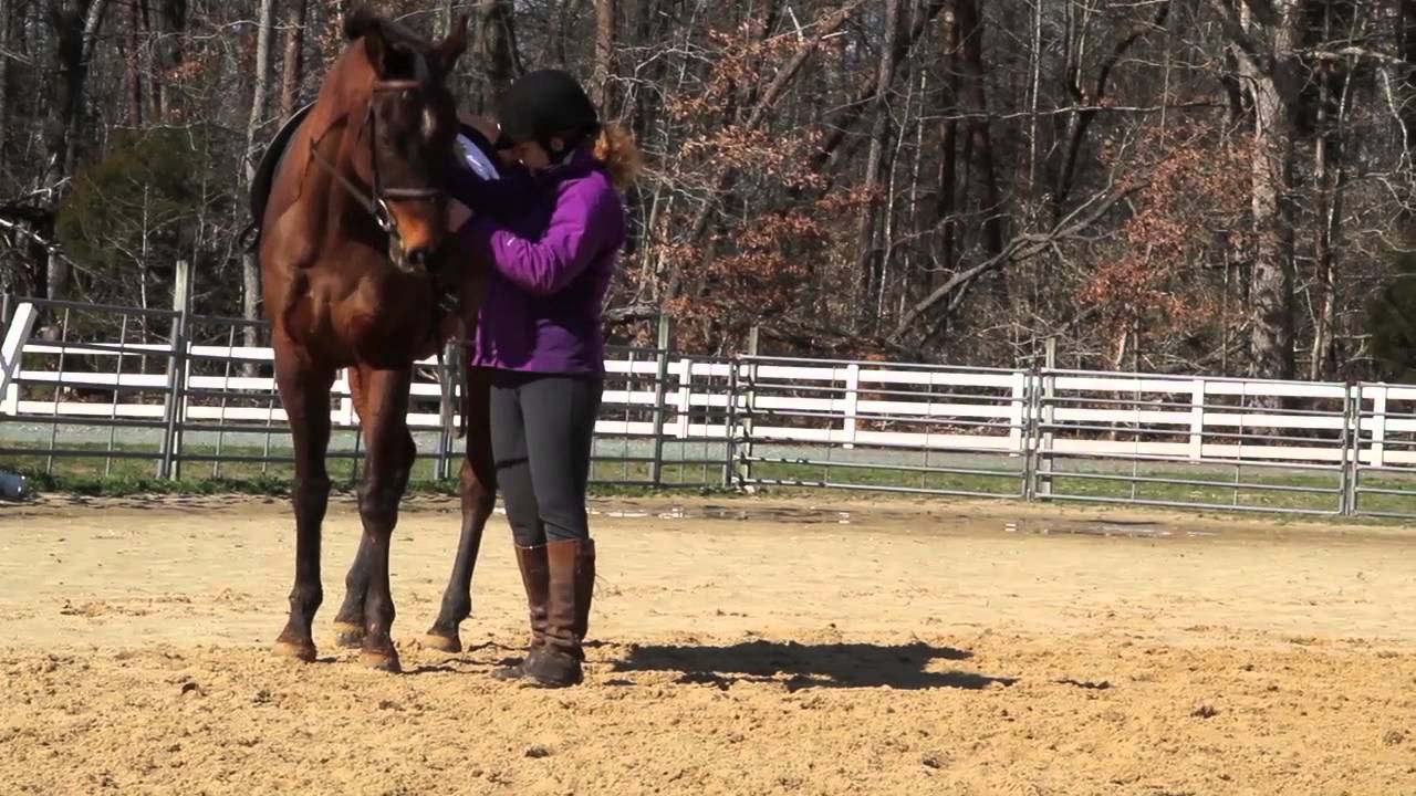 Transformational Dressage - Beginning in-hand work with a green horse