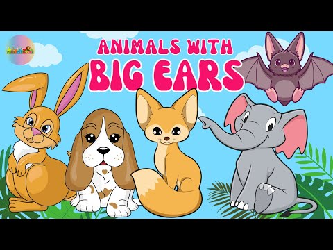 Video: Who has the biggest ears? The most eared animals: elephant, hare, ushan bat