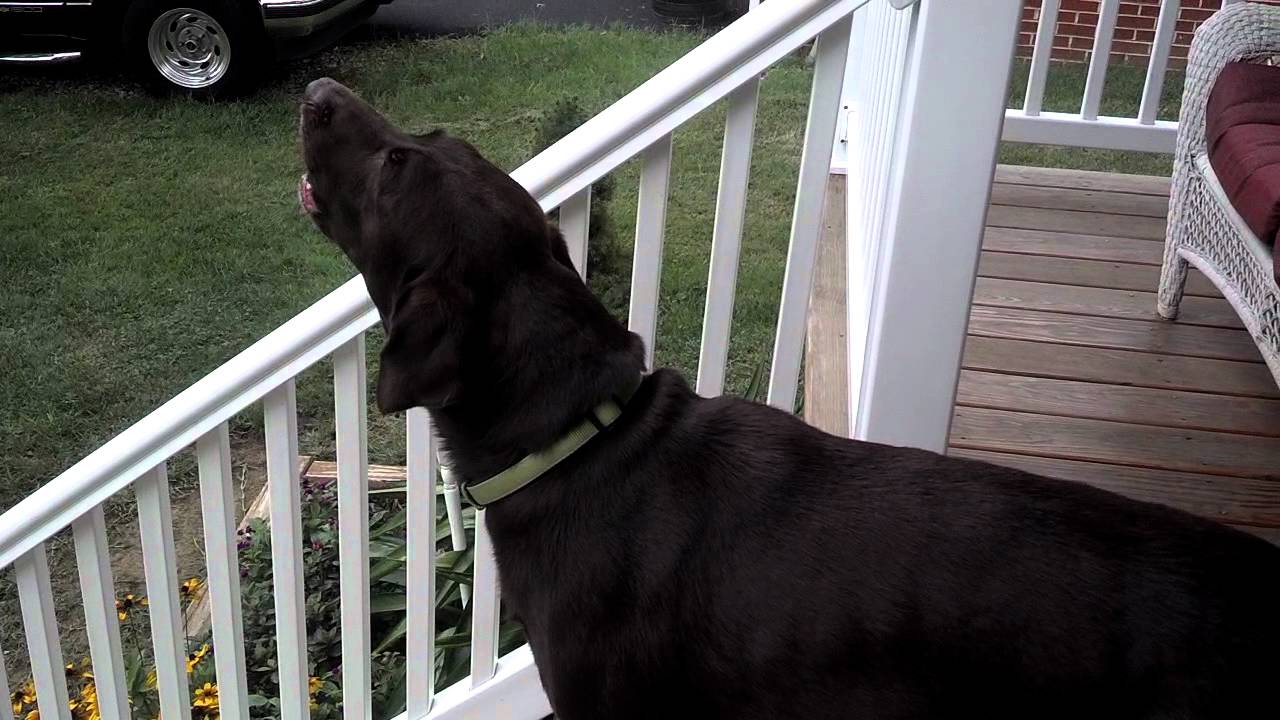 Lab howling at siren YouTube