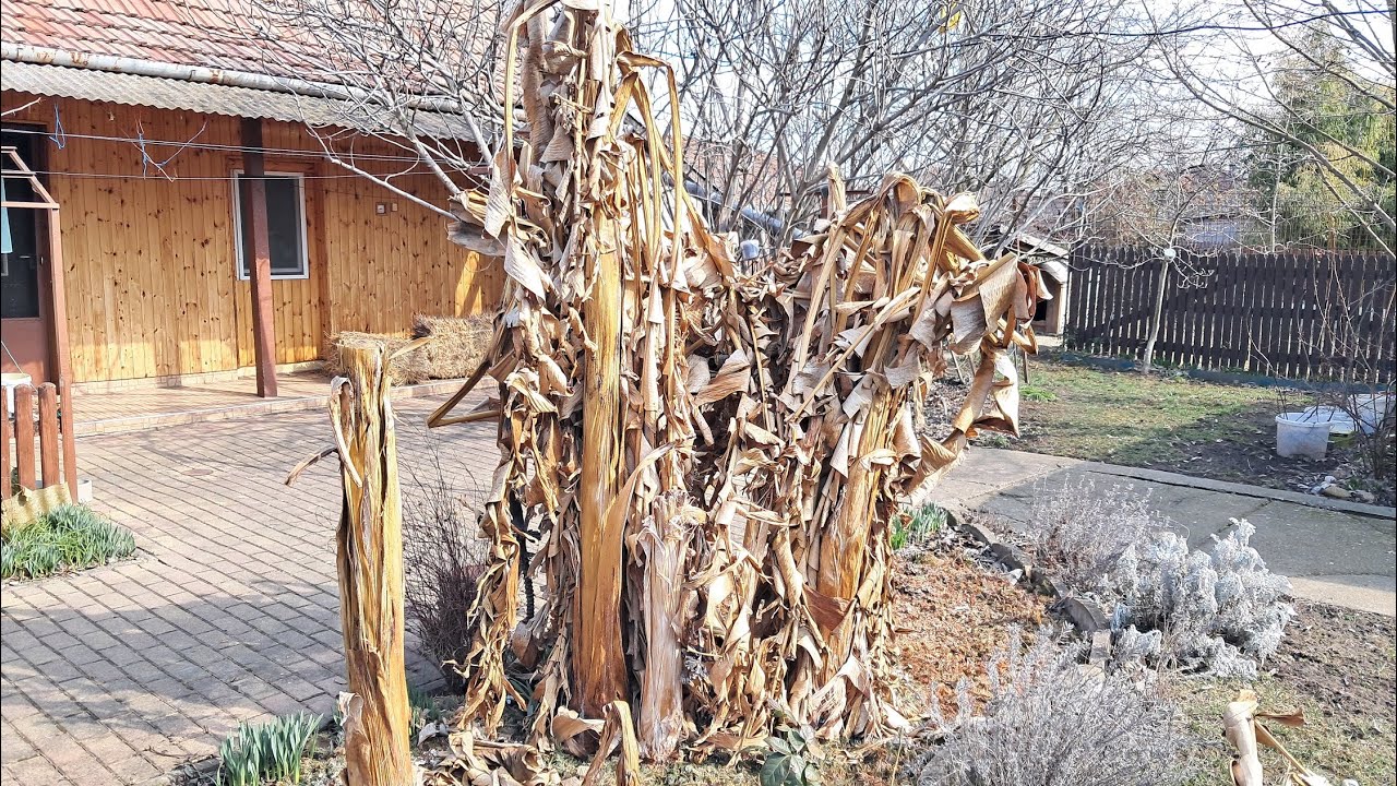 Musa basjoo banán takarás nélküli telelése. Sikeres kísérlet.