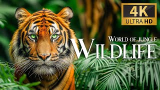 World Of Jungle Wildlife 4K 🐾 Discovery Relaxation Film With Soothing Relaxing Piano Music