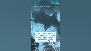Divers near Forster NSW film shark entangled in plastic rubbish