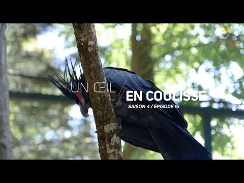 Vidéo: Conure à gorge bleue