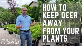 3 Ways to Keep Deer Away From Your Plants // Frisella Nursery