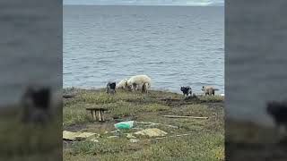 Polar bears