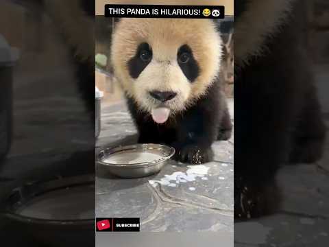Funny Panda Moments That Will Make You Laugh 🐼😂 | Cute Animal Video