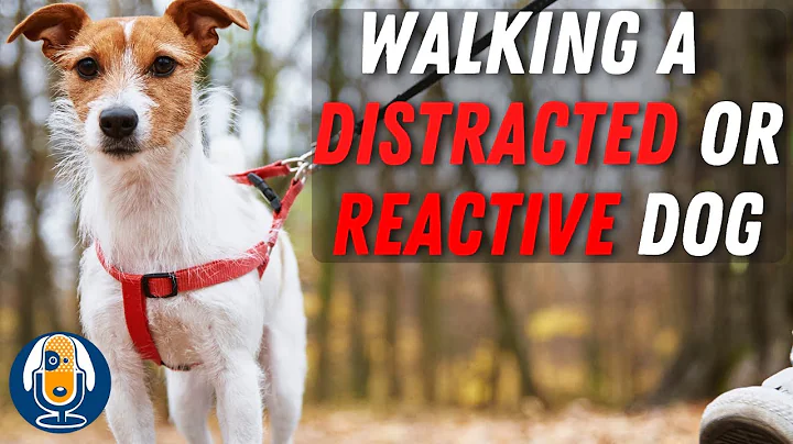 Leash Walking: Distracted, or Reactive Dog? These Games Will Help! #76 - DayDayNews