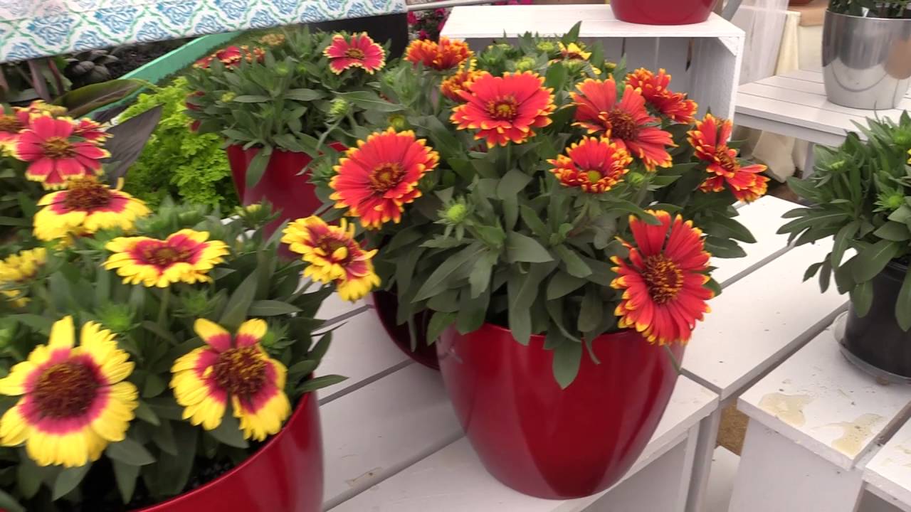 2016 Spring Trials: PlantHaven