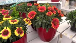2016 Spring Trials: PlantHaven