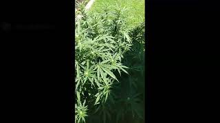420 Grows