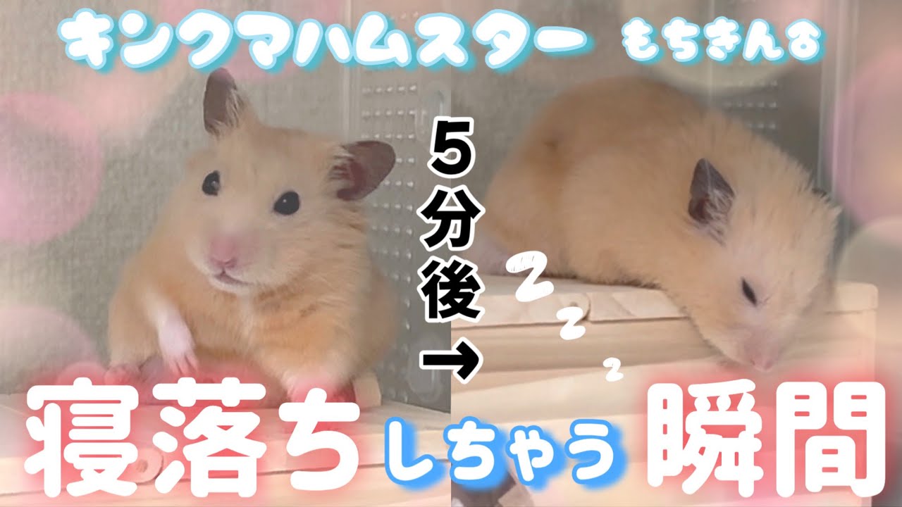 【寝顔😴】#キンクマハムスター 寝落ちする姿がかわいすぎた♡┊ #キンクマ ┊ #ハムスター┊#ハムスターお迎え ┊ #hamster  ┊︎倍速カットなしver.