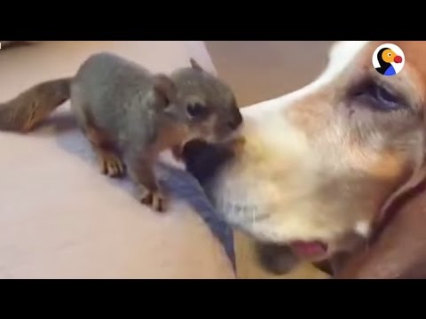 funniest squirrel videos Dog Helps Squirrel Who Lost His Family | The Dodo