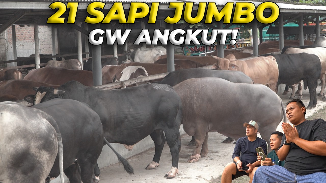 21 SAPI JUMBO DEAL! LANGSUNG GW ANGKUT KE PULAU JAWA! #eps10