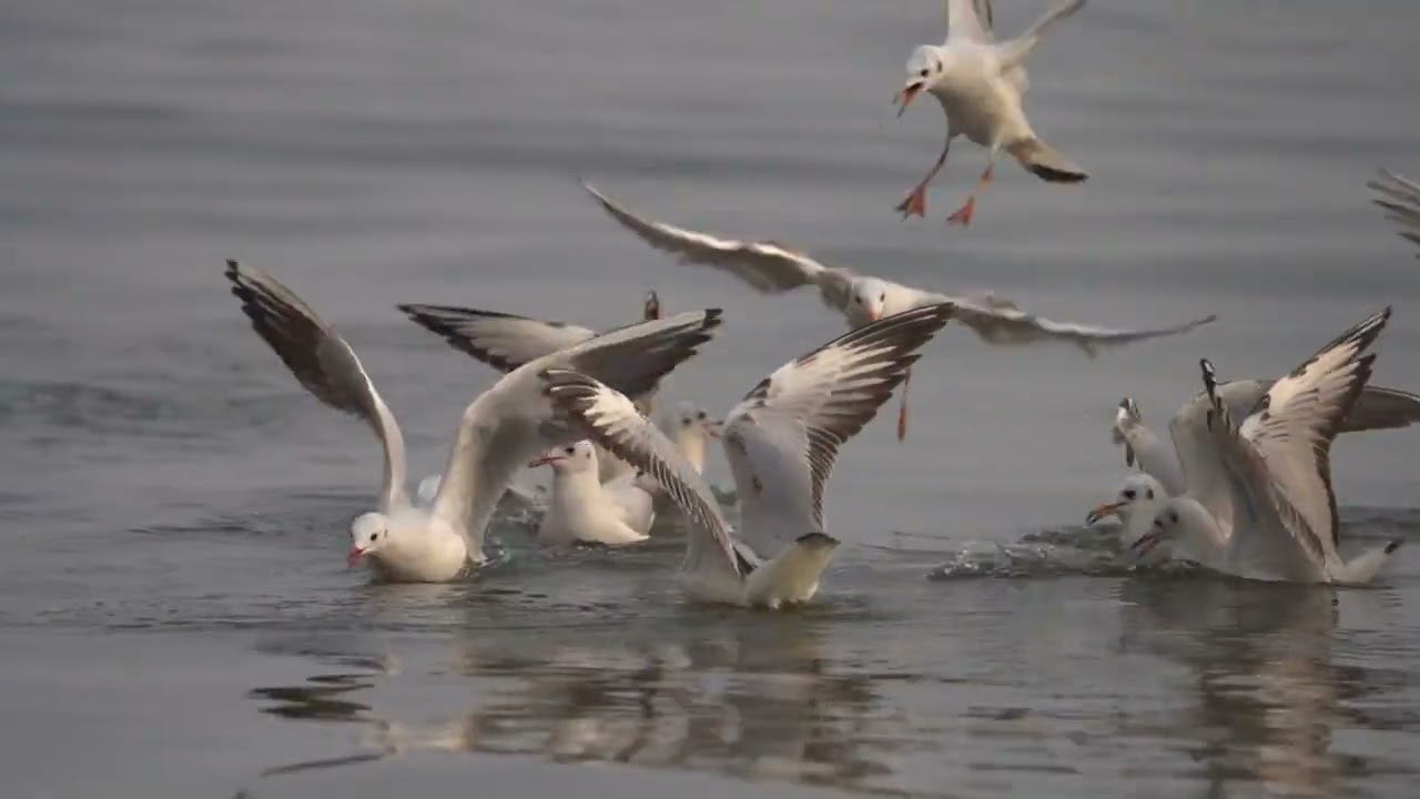 Si yo fuera un pajaro.. if I were a bird… peaceful piano & bamboo flute, improvisation