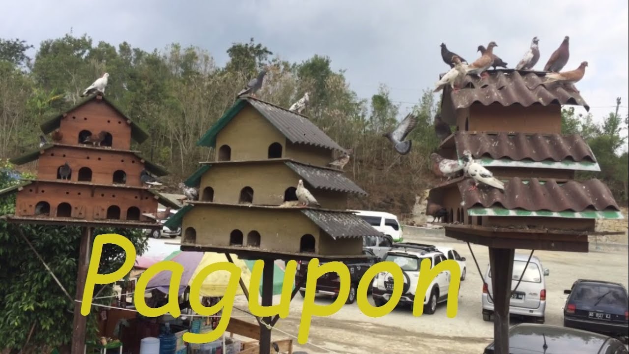 Desain Pagupon Untuk Pelihara Burung Merpati Di Tempat Ramai YouTube