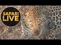 safariLIVE - Sunrise Safari - June 23, 2018