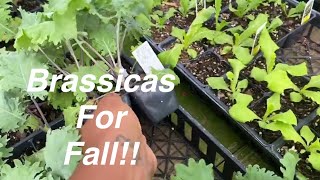 Shopping for Fall Garden Plants at a Local Nursery | Brassicas for Winter Harvests