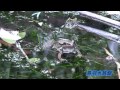 《鳥羽水族館》台湾からやって来た「ワン」と鳴くカエルを日本初展示！
