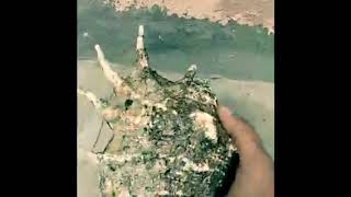 جمال الصرنباق ( The marine shell of beauty )