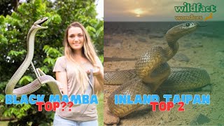 Top 5 Most Venomous Snakes In The World Natures Lethal Injectors Wildfact Wonders