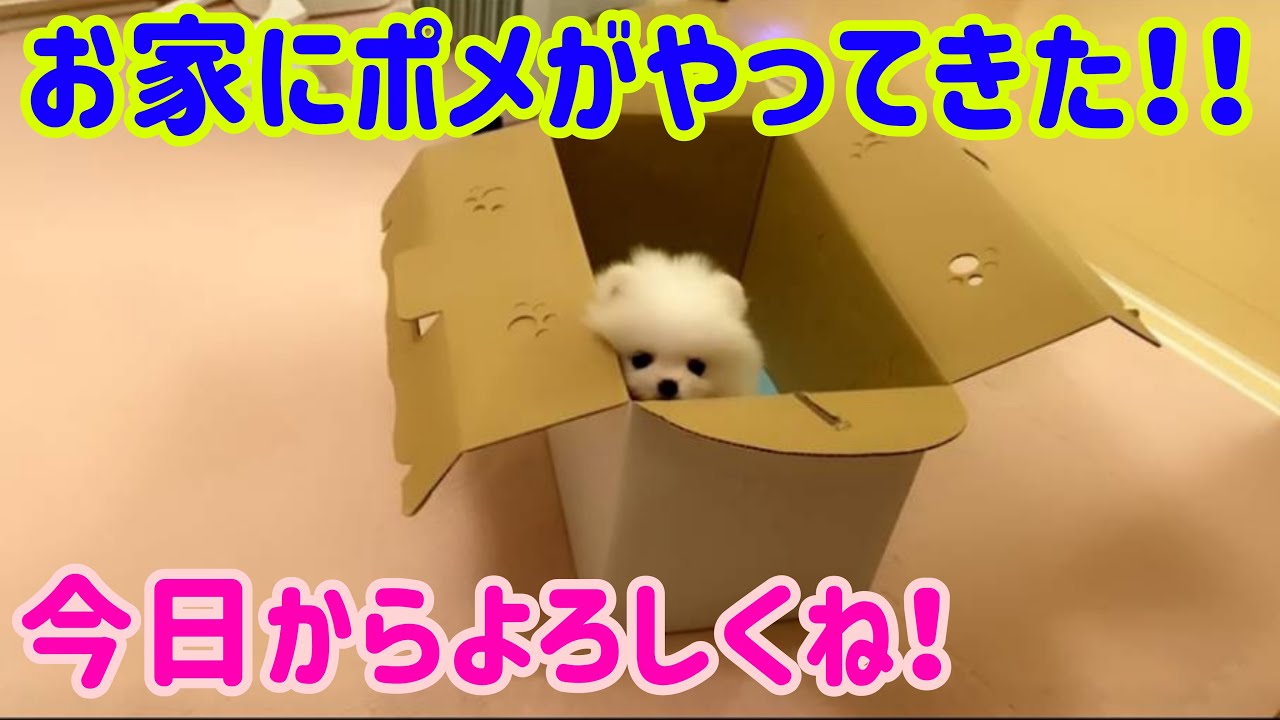 ぽめらにあん! maxresdefault.jpg