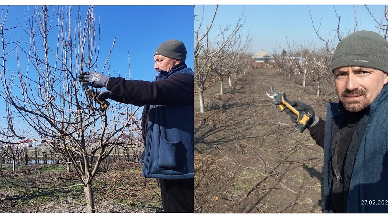 Am revenit într-o livada de 50 de pomi anul 5 pe care i-am corectat anul trecut 🫐🍎🍐✂️🪚🤗