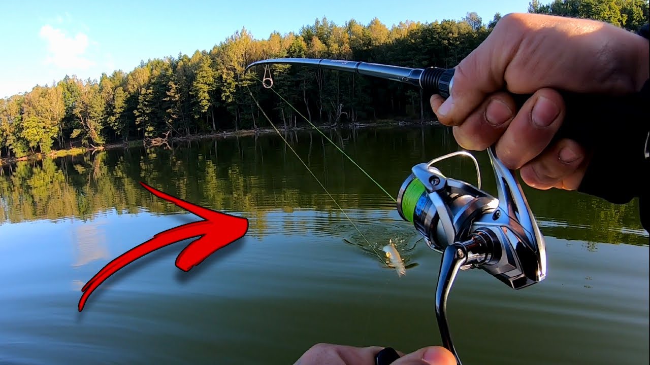 JESIENNE DRAPIEŻNIKI POLUJĄ JAK WILKI !!! SZCZUPAKI I OKONIE NIE KLASYCZNIE !!!