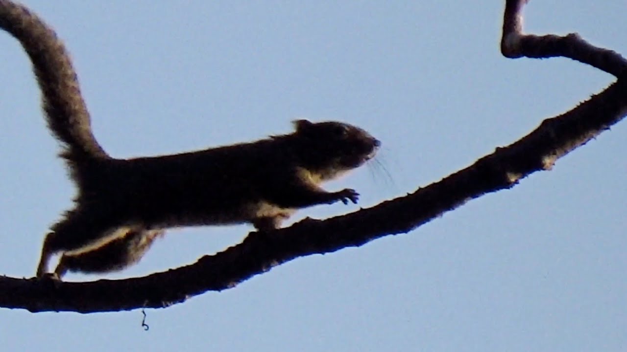 High jumping Squirrel