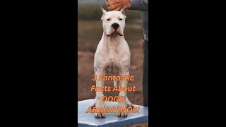 7 Fantastic Facts About DOGO ARGENTINOS! #dog #guarddogs #pets #dogoargentino #dogs #mastiff by AdventurousNomad 1,412 views 6 months ago 3 minutes, 43 seconds