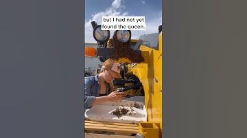 The Most Amazing Swarm of Bees I