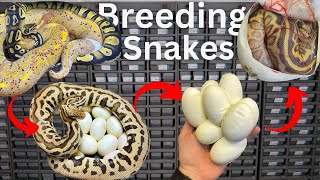 How To Breed Ball Pythons Successfully?