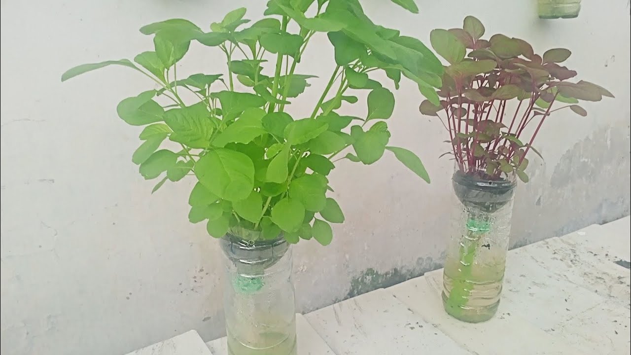 Cara menanam bayam hidroponik dengan botol bekas