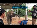 ทองเพชร🐘‼️เข้าโรงเรียนวันที่2