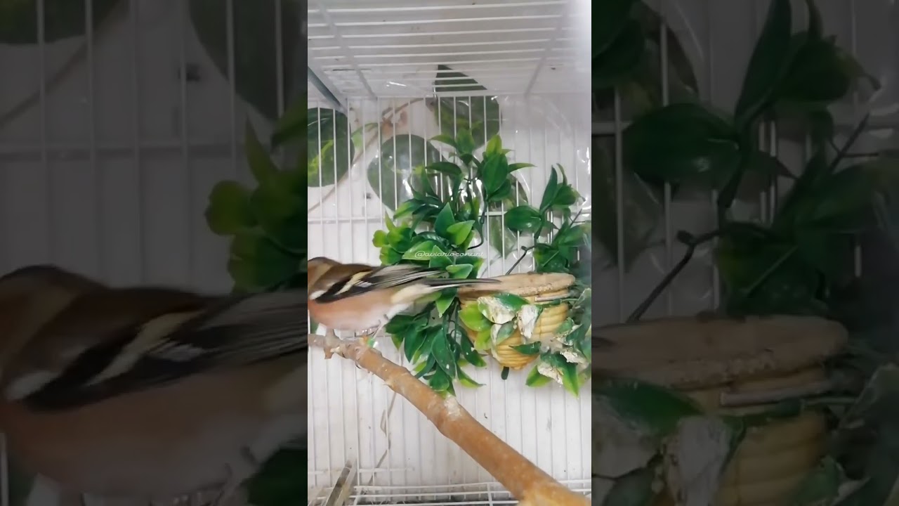 cría del Pinzón vulgar en cautividad