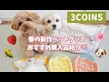 【3COINS】春の新作ペットグッズ購入品紹介🐶🍓おすすめポイント/使用レビューも紹介しています✨【犬服 犬グッズ】