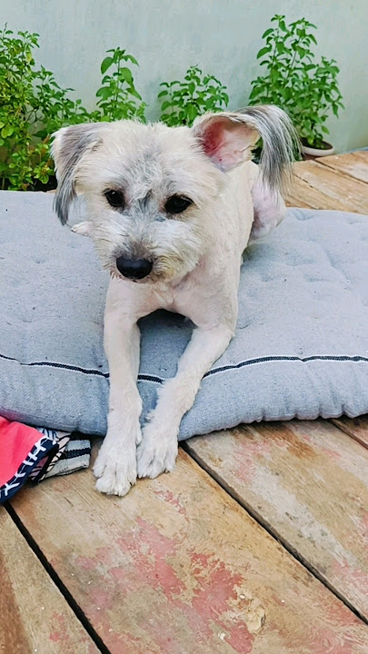 #dog #funny #trendingshorts #comedy #dogshorts #dags #cute #funnydogi #doggywalivideo #daggy