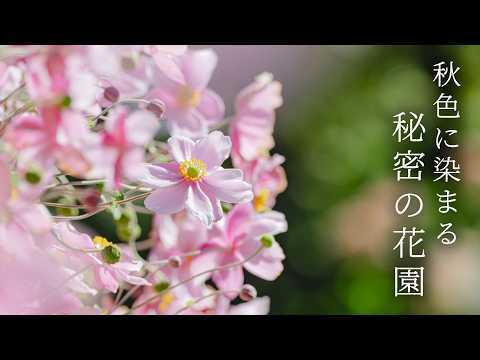 Kyoto Autumn Travel | Floating Garden in Hiei & Chestnut Tiger Butterflies | 4K