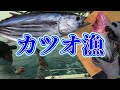 カツオ漁を取材して釣ったカツオを捌いて珍味をいただく【鰹のケンケン漁】