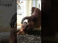 Cute Little Orangutan Clings to Its Mom with All Its Might#shorts#orangutans#funnyvideo#funnyanimals