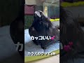 ①カラスのクチバシをカットしたら…ドヤ顔カラスのラビちゃん2022/9/1撮影