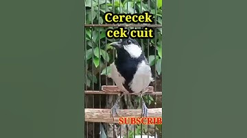 gelatik Batu gacor
